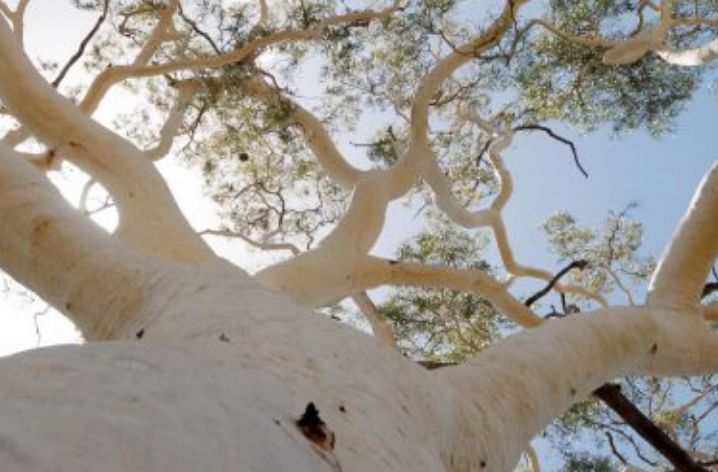 Planting 20 Million Trees - Plateau Trees