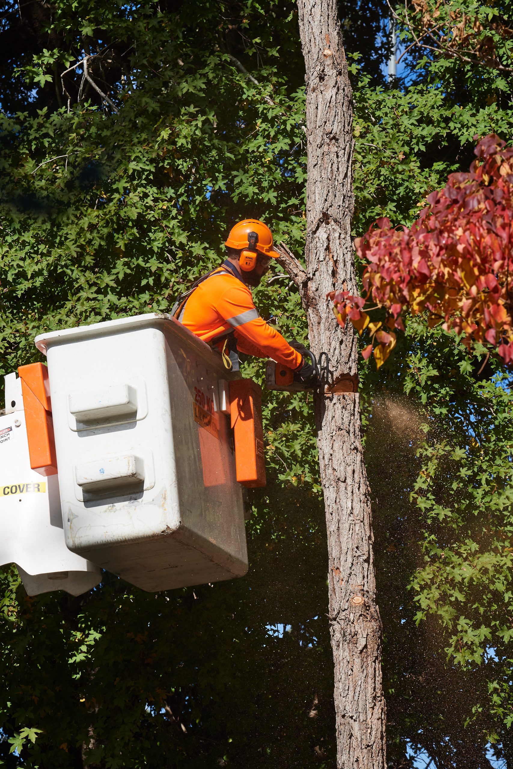 Northern beaches arborist services - Plateau Trees