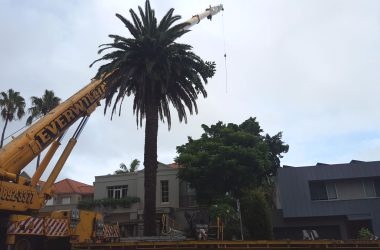 Fig Tree removal at Bellevue Hill