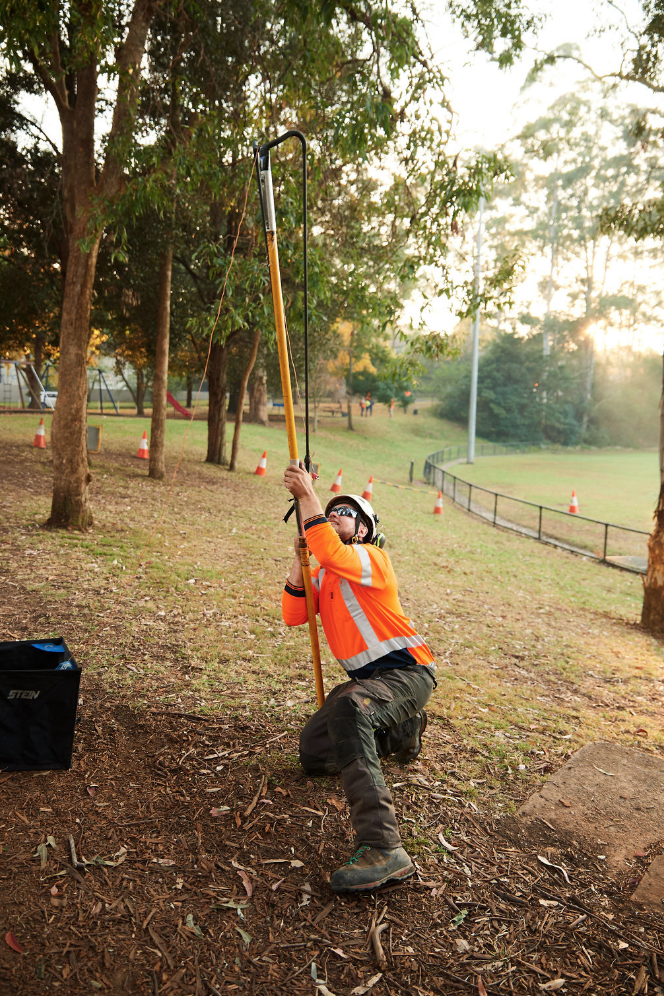 Northern beaches arborist services - Plateau Trees