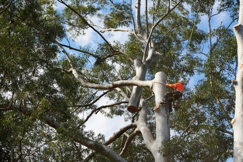 How to Get Council Approval to Remove a Tree - Plateau Trees