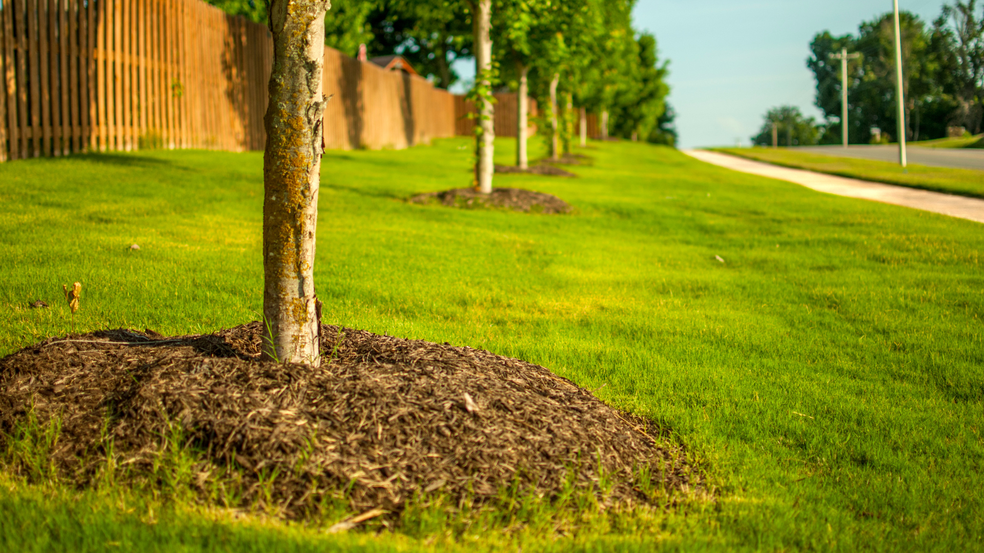 Plateau Trees providing mulch services for trees.