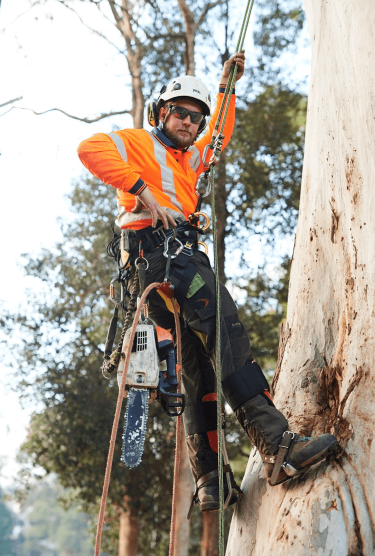 Plateau Trees Sydney's Best Tree Care Solutions