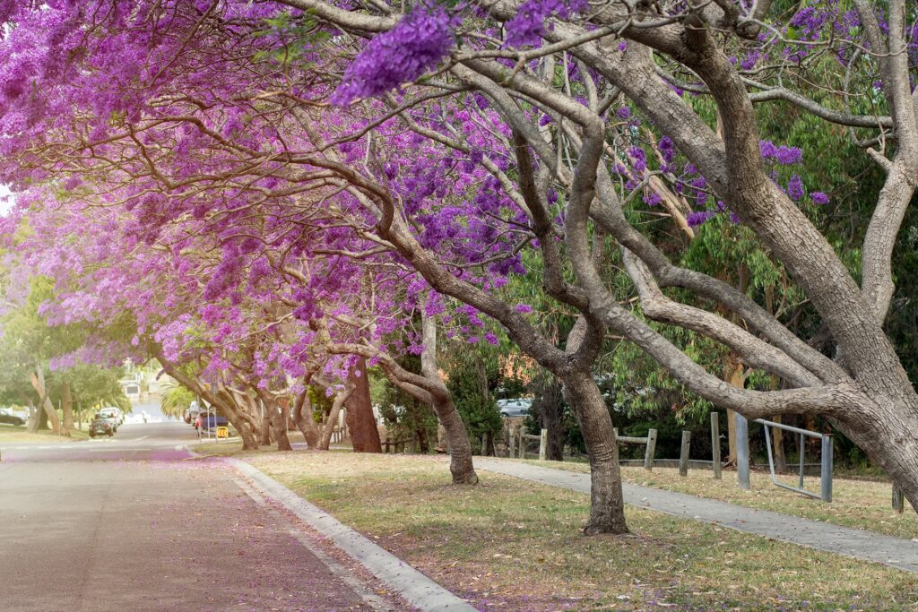 Sydney’s Most Iconic Trees - Plateau Trees